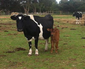 Animal Land Children's Farm - Darwin Holiday 0
