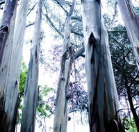 Dandenong Ranges National Park - Darwin Holiday