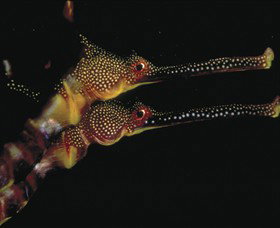 Eagle Rock Marine Sanctuary - Darwin Holiday 0