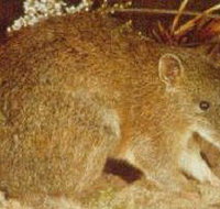 The Pines Flora and Fauna Reserve - Darwin Holiday