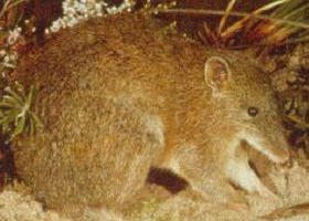 The Pines Flora And Fauna Reserve - Darwin Holiday 0