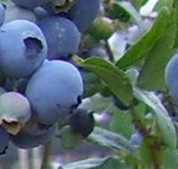 Tuckerberry Hill - Darwin Holiday