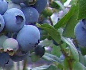 Tuckerberry Hill - Darwin Holiday 0