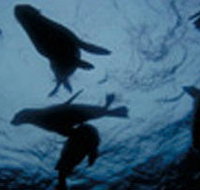 The Arches Marine Sanctuary - Darwin Holiday