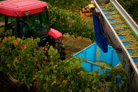 GREENSTONE VINEYARDS - Darwin Holiday 3