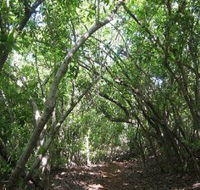 Eucalypt Trail - Darwin Holiday