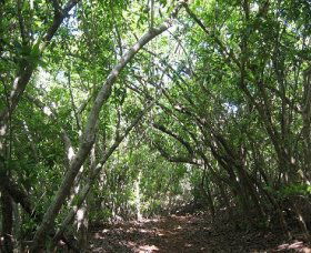 Eucalypt Trail - Darwin Holiday 0
