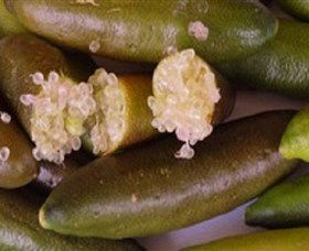 Sandy Creek Olives And Finger Limes - Darwin Holiday 0