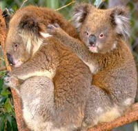 Shoalhaven Zoo - Darwin Holiday