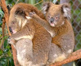 Shoalhaven Zoo - Darwin Holiday 0