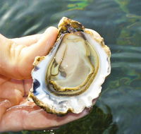 The Oyster Pot - Darwin Holiday