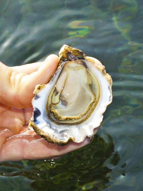 The Oyster Pot - Darwin Holiday 0