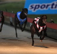 Dapto Dogs - Darwin Holiday