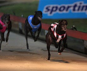 Dapto Dogs - Darwin Holiday 0