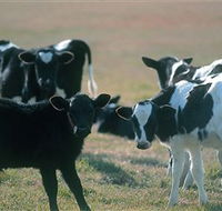 Bodalla Dairy Cheese Factory - Darwin Holiday