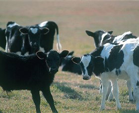 Bodalla Dairy Cheese Factory - Darwin Holiday 0