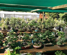 Bonsai At The Bay - Darwin Holiday 0