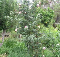 Tombstone Estate Vineyard - Darwin Holiday