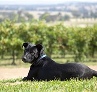 Moothi Estate Vineyard and Cellar Door - Darwin Holiday