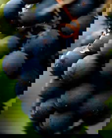 Billimari NSW Darwin Holiday