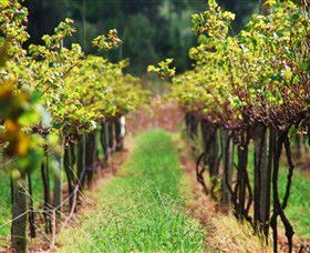 Fussy Grape Winery - Darwin Holiday 1