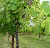 Holland Wines - Darwin Holiday