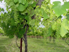 Holland Wines - Darwin Holiday 0
