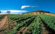 Thorn-Clarke Wines - thumb 1