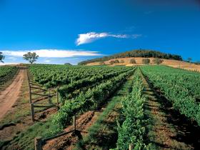 Thorn-Clarke Wines - Darwin Holiday 1