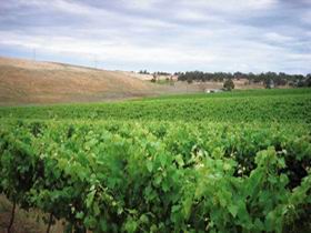 Uleybury Wines - Darwin Holiday 2