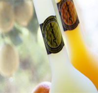 Ambra Limoncello - Darwin Holiday