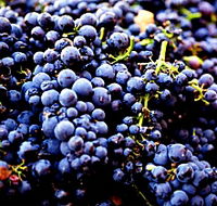 Nandroya Vineyard - Darwin Holiday