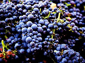 Nandroya Vineyard - Darwin Holiday 0