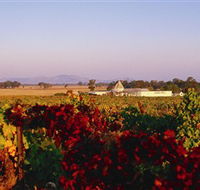 Morris Wines - Darwin Holiday