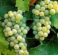 Clover Hill Vineyard - Darwin Holiday