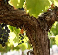 Blackjack Vineyards - Darwin Holiday