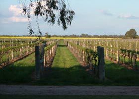 Water Wheel Vineyards - Darwin Holiday 0