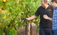 Fratin Brothers Vineyard - thumb 0