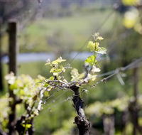 Whistling Eagle Vineyard - Darwin Holiday