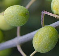 Montalto Vineyard and Olive Grove - Darwin Holiday