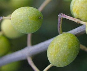 Montalto Vineyard And Olive Grove - Darwin Holiday 0