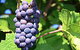 Tinderbox Vineyard - thumb 0