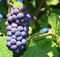 Tinderbox Vineyard - Darwin Holiday