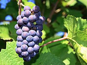 Tinderbox Vineyard - Darwin Holiday 0