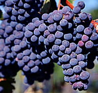 Morningside Vineyard - Darwin Holiday