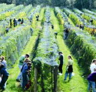 Crosswinds Vineyard - Darwin Holiday