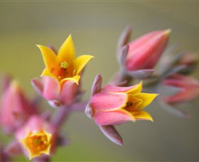 Royal Botanic Gardens Victoria - Darwin Holiday 3