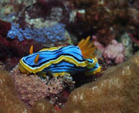 Coral Gardens Dive Site Mooloolaba - Darwin Holiday 1