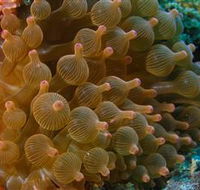 Coral Gardens Dive Site Mooloolaba - Darwin Holiday