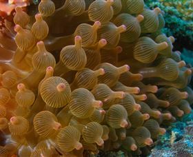 Coral Gardens Dive Site Mooloolaba - Darwin Holiday 0
